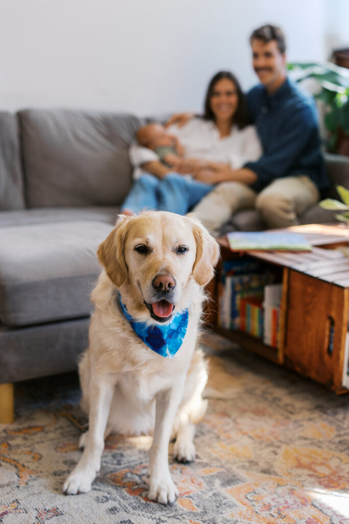 photo of family dog with new parents holding newborn behind her during San Francisco newborn photography session