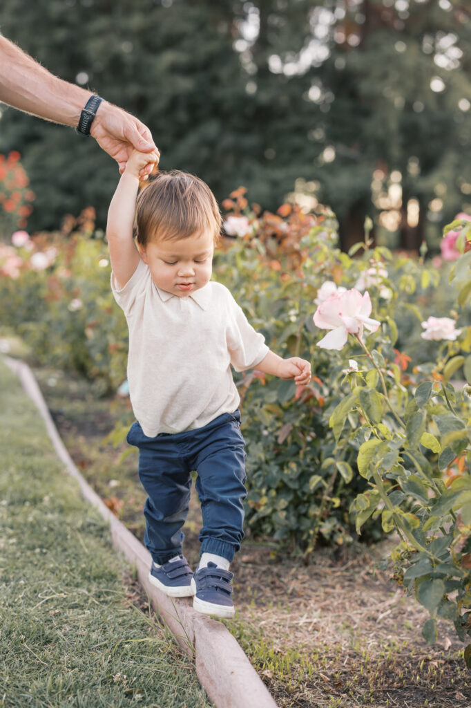young boy balances and walks along the garden border during San Jose Rose Garden photography session