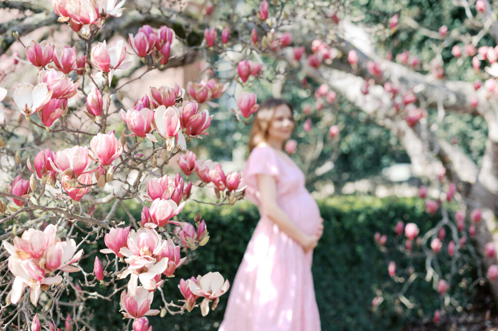 Spring at Filoli in the pink magnolia, focus on the pink magnolia tree with expecting mom in pink in the background